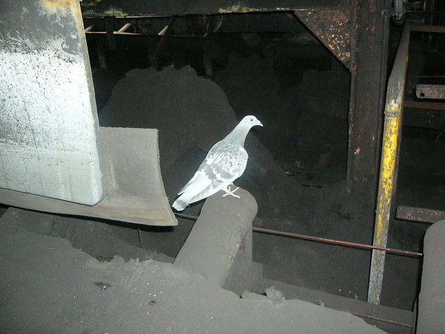 A white pigeon in the processing plant !