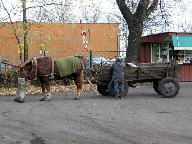 Transportation of the coal !