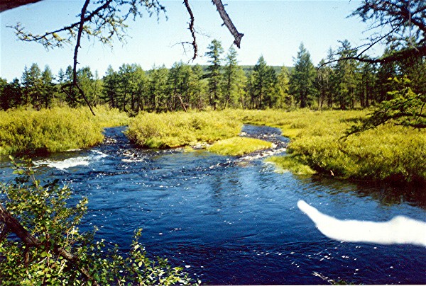 Fluss in der Taiga im Sommer !